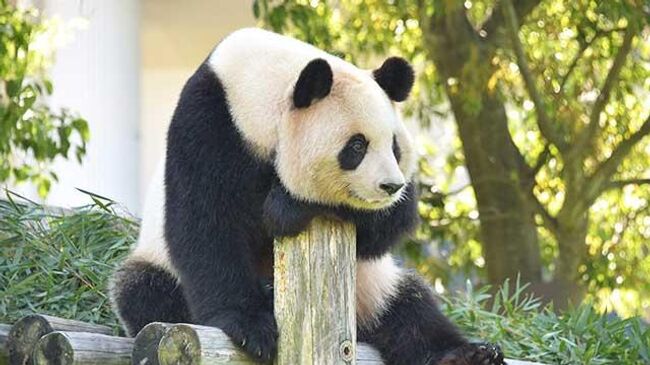 Панда Лянбан (японское имя - Раухин)