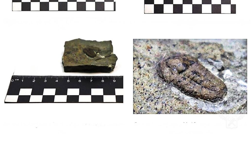 Таможенники изъяли у россиянина 12 серебряных монет и трилобита