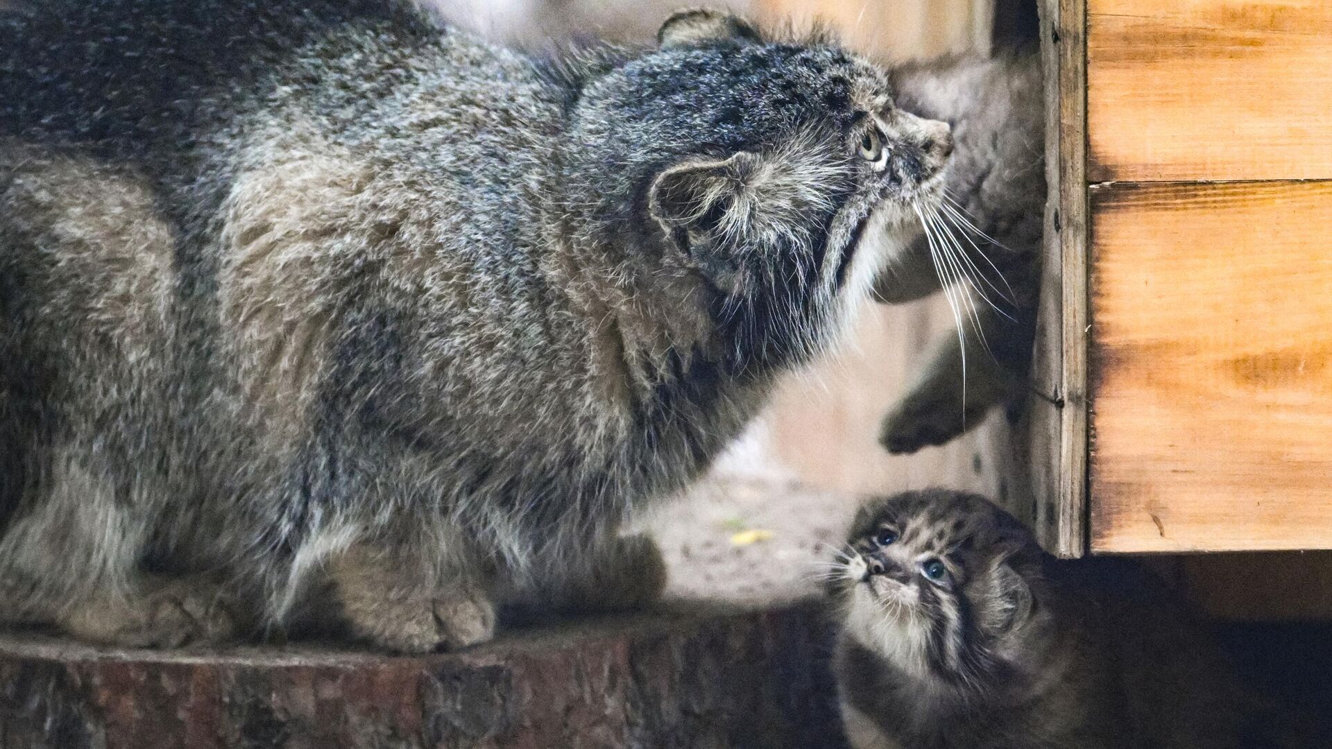 В Новосибирском зоопарке родились манулы - РИА Новости, 1920, 27.05.2025