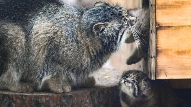 В Новосибирском зоопарке родились манулы