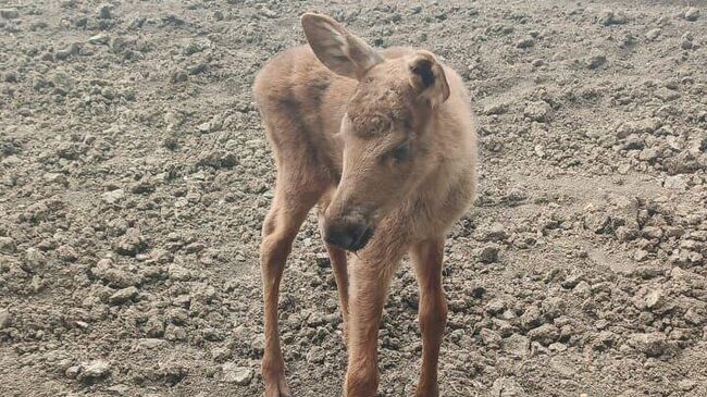 Один из двух спасенных от лесного пожара лосят