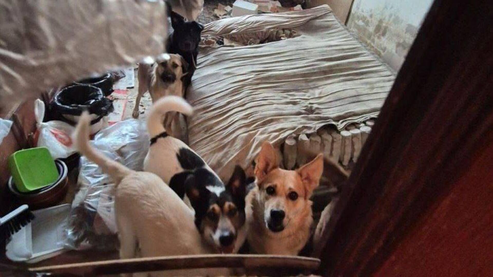 Собаки в квартире на севере Москвы - РИА Новости, 1920, 27.05.2025