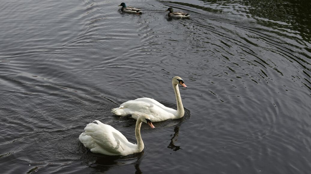 Лебеди Елисей и Любава вернулись в Летний сад в Петербурге