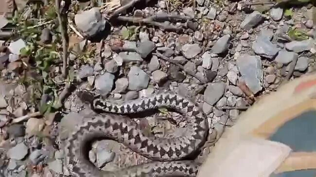 Гадюка, укусившая ребенка в Верхнем Уфалее Челябинской области