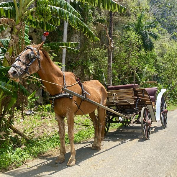 Лошадь Лошадь