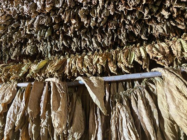 Сушка табачного листа Сушка табачного листа