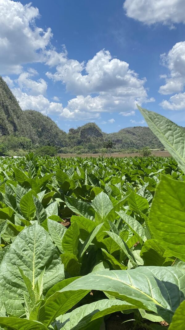 Табачная платанция в Виньялесе Табачная платанция в Виньялесе
