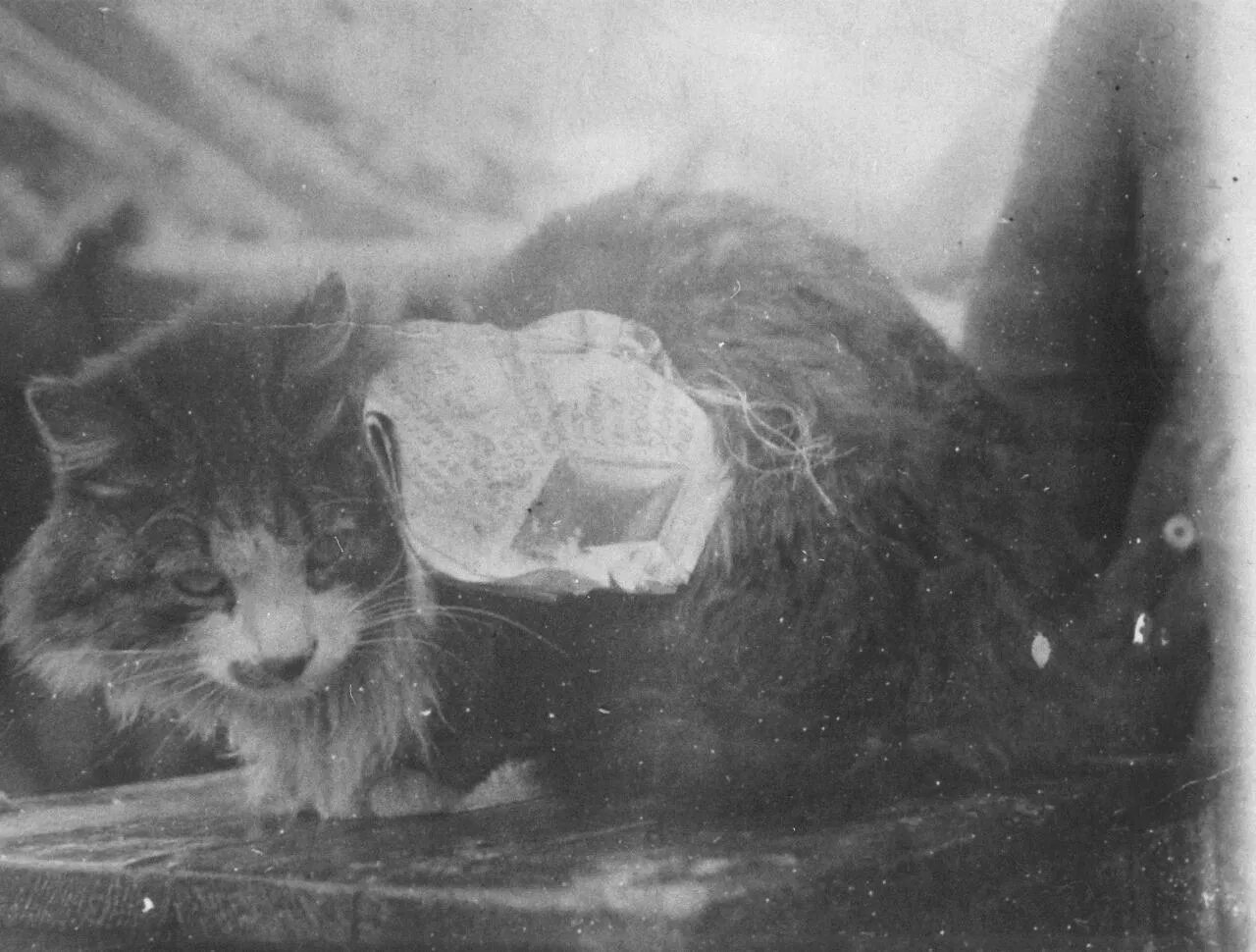 Фотография кота, сделанная, предположительно, в 1942-м - РИА Новости, 1920, 29.05.2025