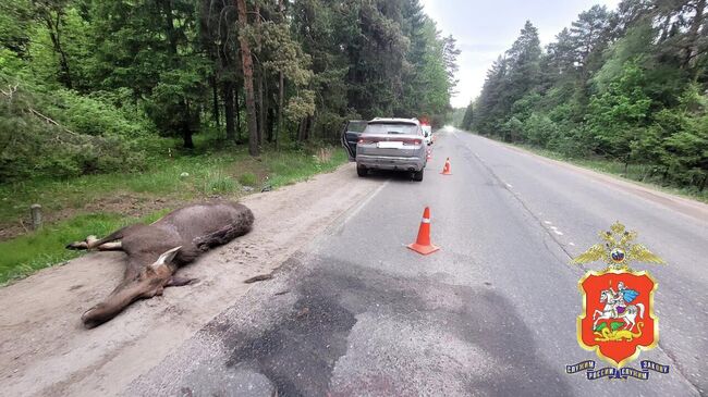 Лось, сбитый в Наро-Фоминском городском округе