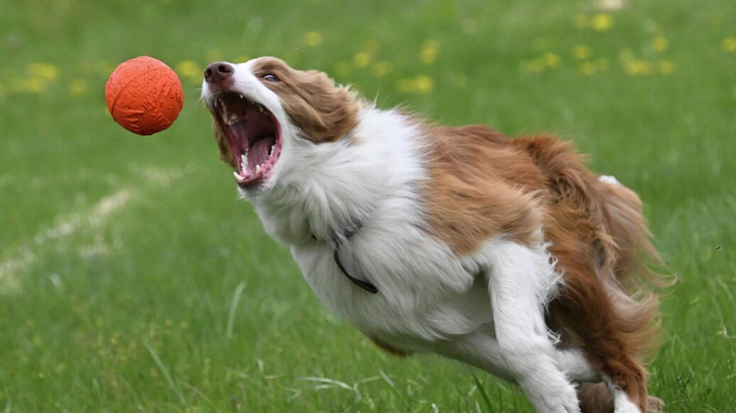 Кинолог объяснил, что значат резкие перемены в поведении собаки