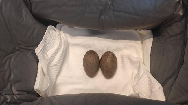 Яйца журавля-красавки, найденные на летном поле аэропорта Байкал в Улан-Удэ