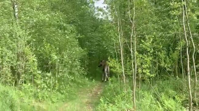 Лося, который забрел во Фрунзенском районе Санкт-Петербурга, поймали и вернули в лес