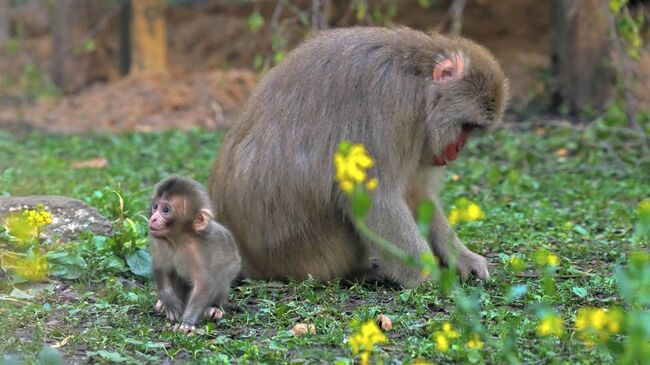 Самка и детеныш японской макаки в Ленинградском зоопарке