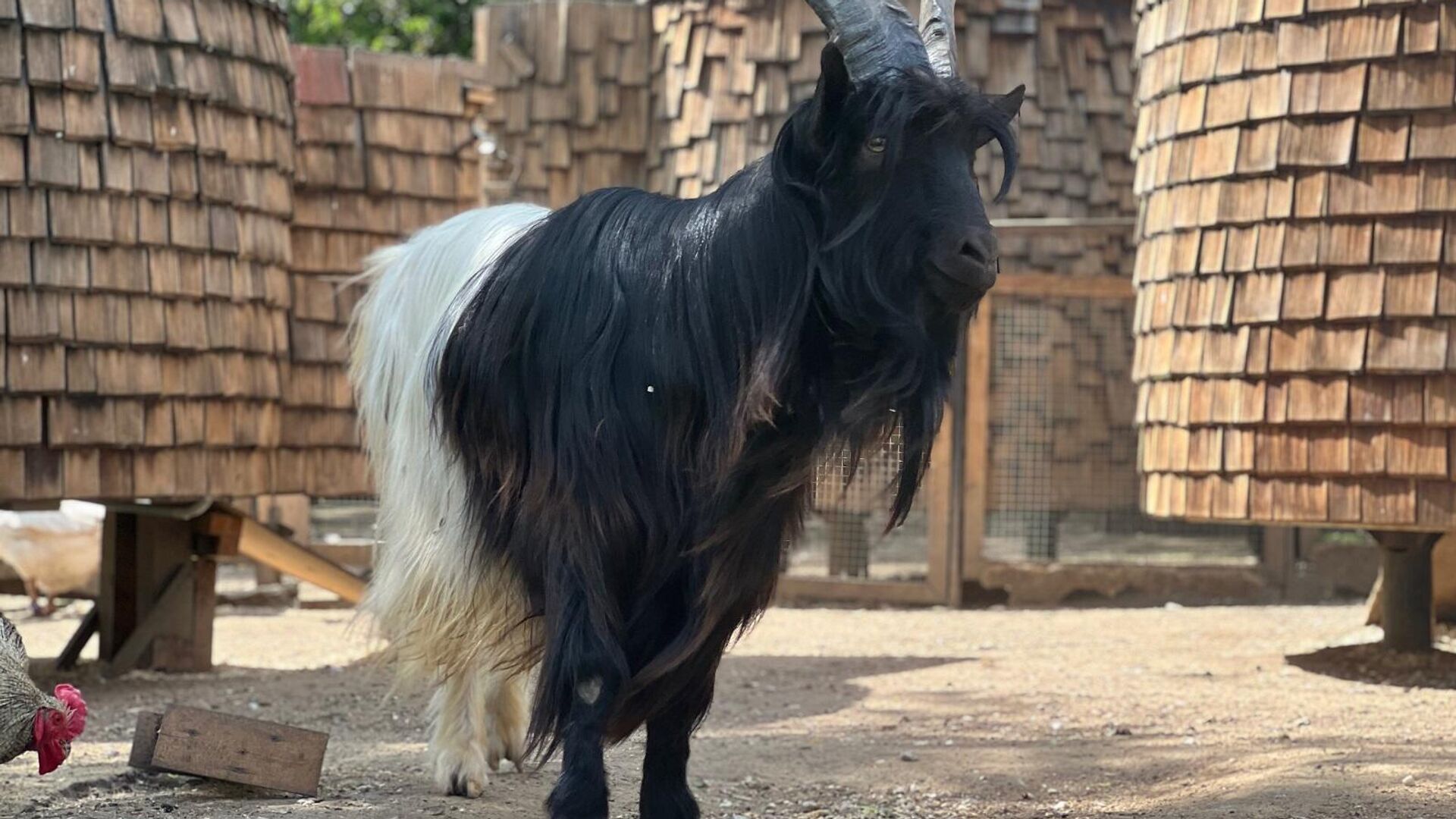 Козел валлийской породы по кличке Викинг на Городской ферме ВДНХ в Москве - РИА Новости, 1920, 03.06.2025