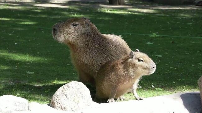Девятый детеныш в семье капибар из Московского зоопарка