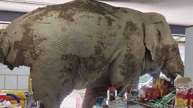 Слон по кличке Плай Бианг Лек зашел в магазин в Таиланде