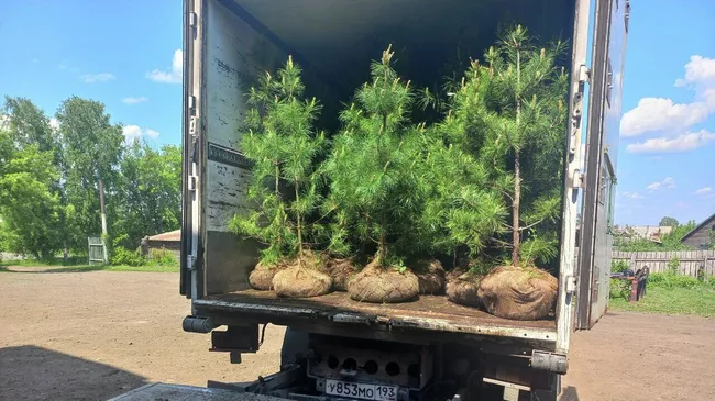 Кедры из Кузбасса отправили в Республику Беларусь