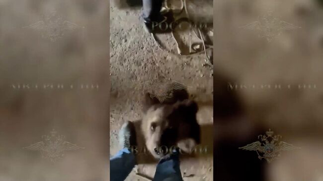 Кадры с медвежонком, найденным у жителя Самарской области