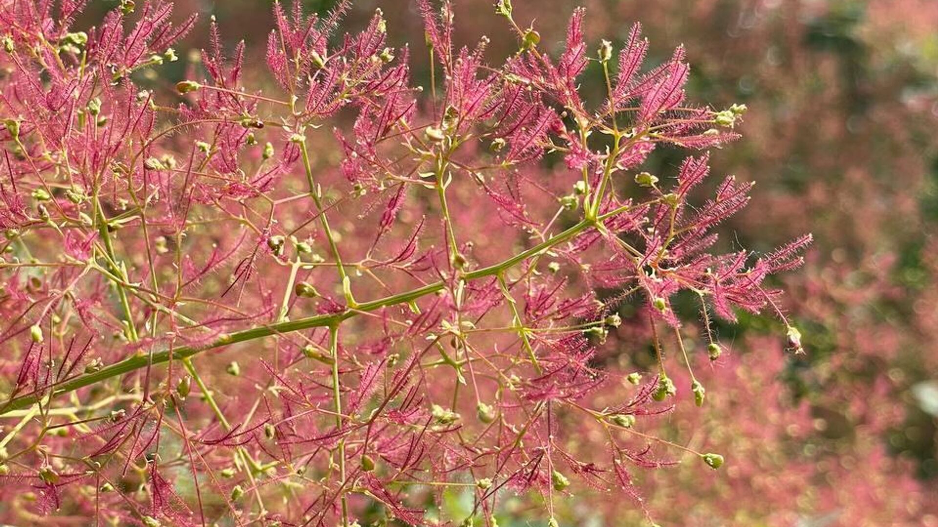В Аптекарском огороде расцвело дымное дерево В Аптекарском огороде расцвело дымное дерево - РИА Новости, 1920, 05.06.2025