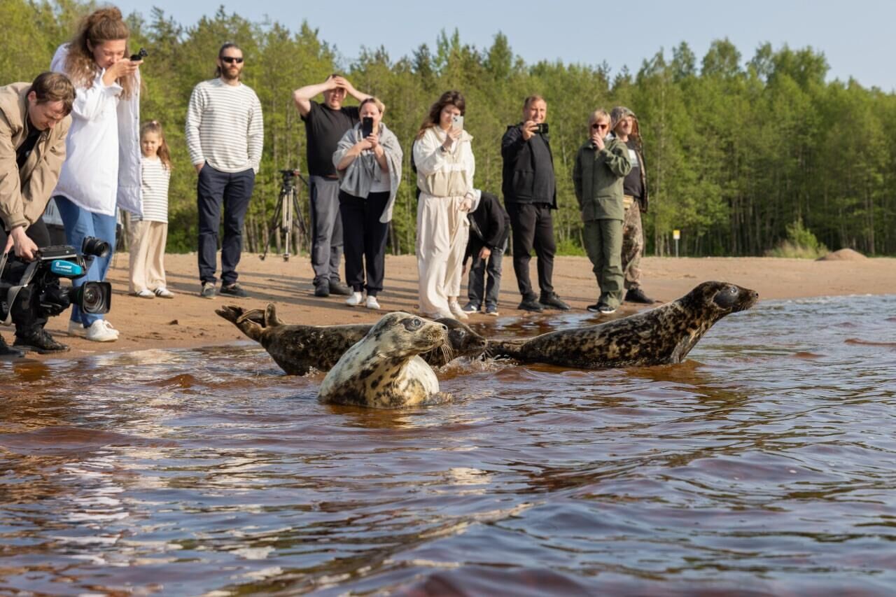 Четырех серых тюленят выпустили в Финский залив после реабилитации в Санкт-Петербурге Четырех серых тюленят выпустили в Финский залив после реабилитации в Санкт-Петербурге - РИА Новости, 1920, 05.06.2025
