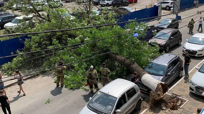 Падение дерева на три автомобиля в Ростове-на-Дону