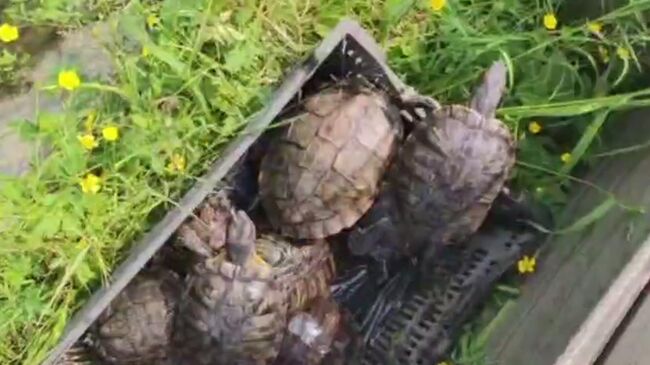 Черепашки в летнем водоеме Аптекарского огорода