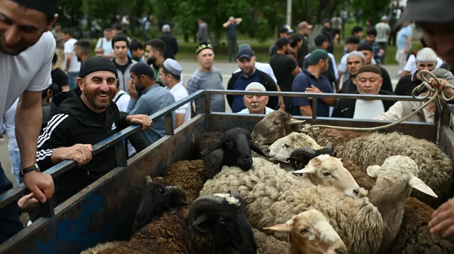 Продажа жертвенных животных после утренней молитвы по случаю праздника Курбан-байрам в Соборной мечети Омска Продажа жертвенных животных после утренней молитвы по случаю праздника Курбан-байрам в Соборной мечети Омска