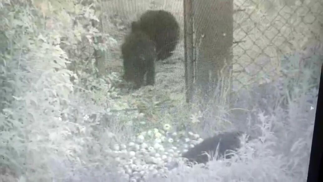 Приморец подарил машину яблок медвежатам-сиротам из Якутии