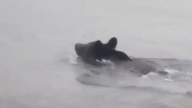 Бурый медведь у острова в заливе Петра Великого в Приморье