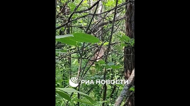 Кенгуру Сидней, сбежавший из зоопарка в Ростовской области