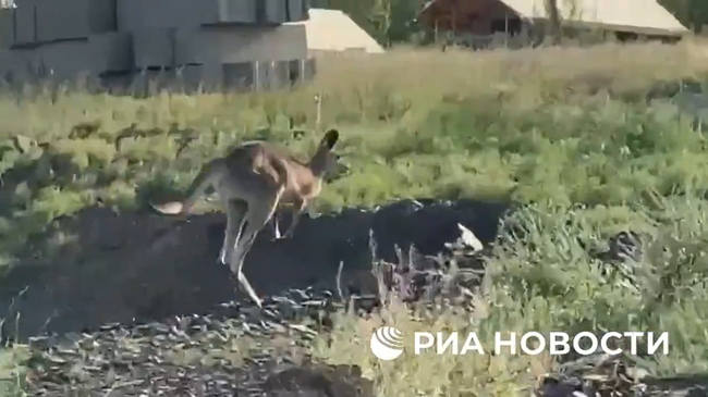 Кенгуру Сидней