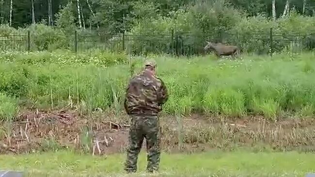 Сотрудники нацпарка Лосиный остров спасли лосенка на МКАД