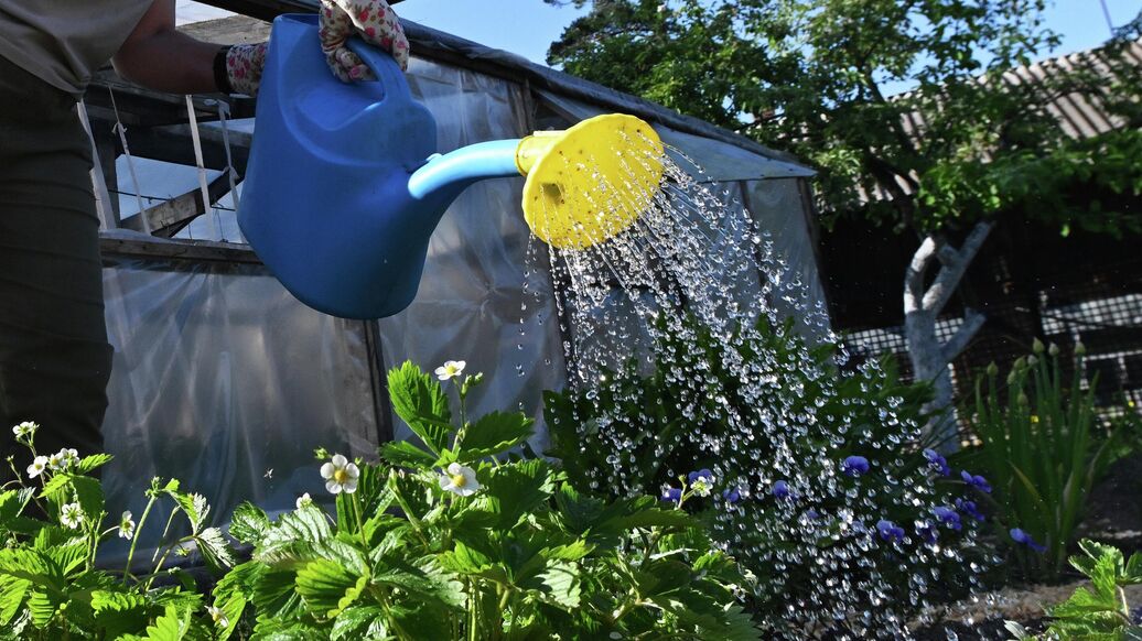 В России запретили вести бизнес на дачах и наем для сбора урожая