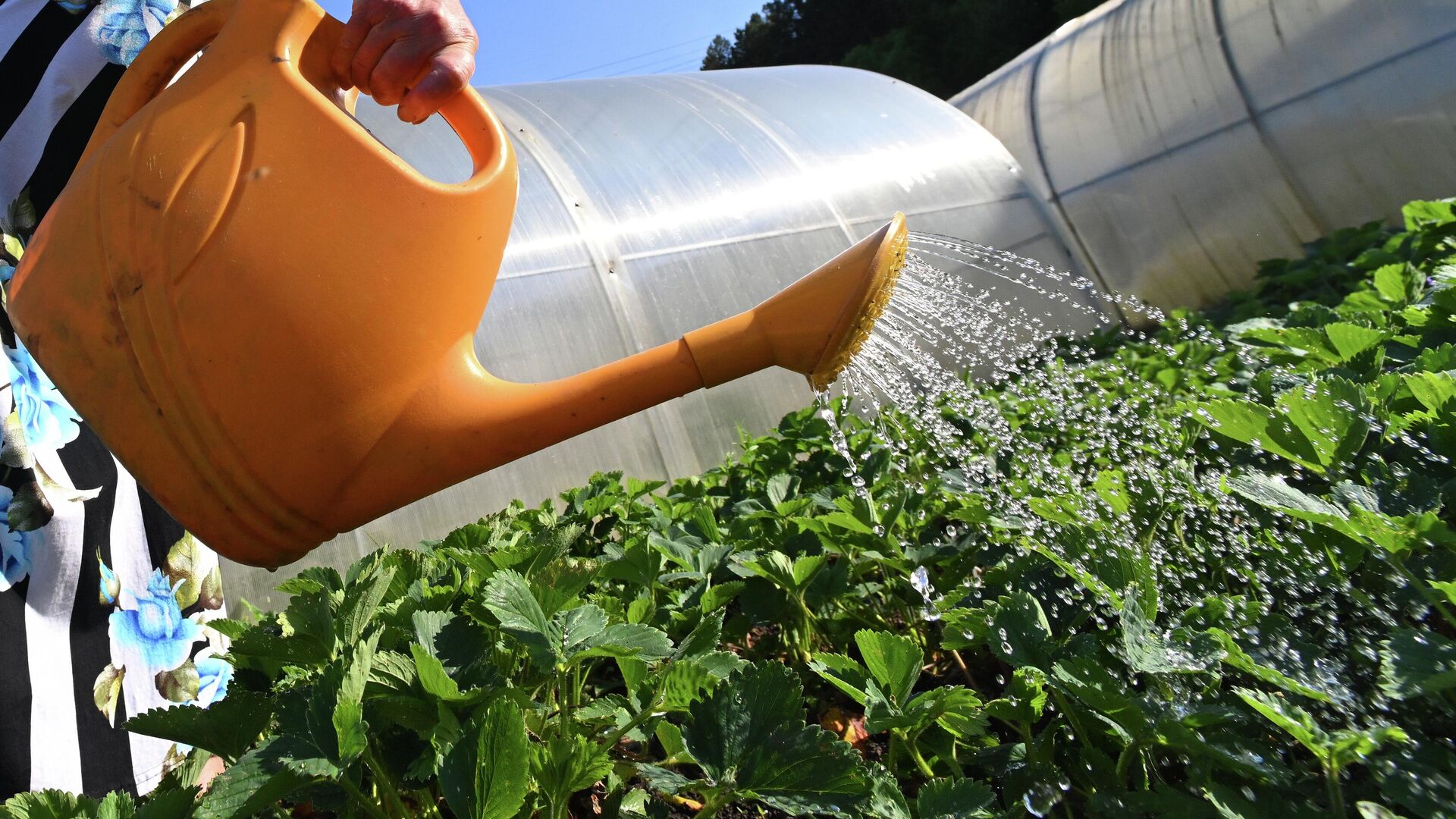 Полив в жару - РИА Новости, 1920, 11.06.2025