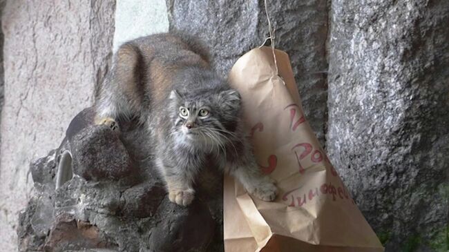 Подарок манулу Тимофею в честь дня рождения