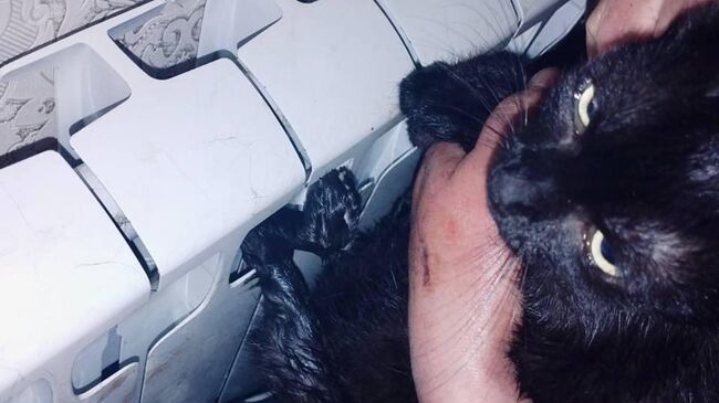 Застрявшая в радиаторе отопления кошка в селе Новый Быт