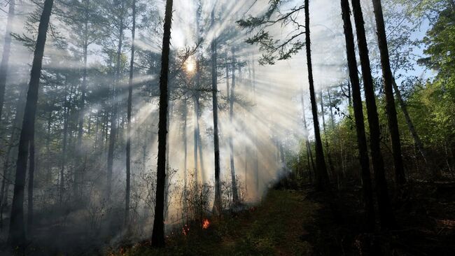 Лесной пожар в Забайкальском крае