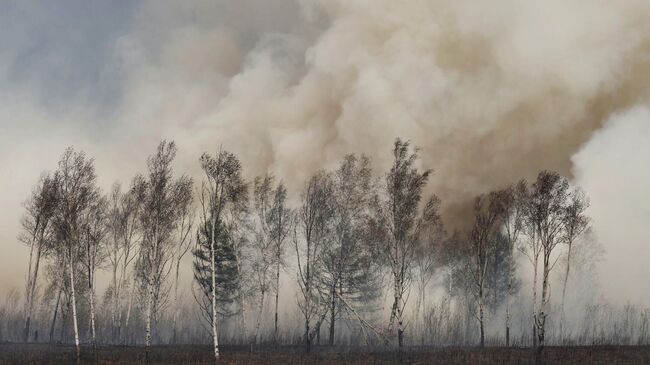 Лесной пожар в Забайкальском крае