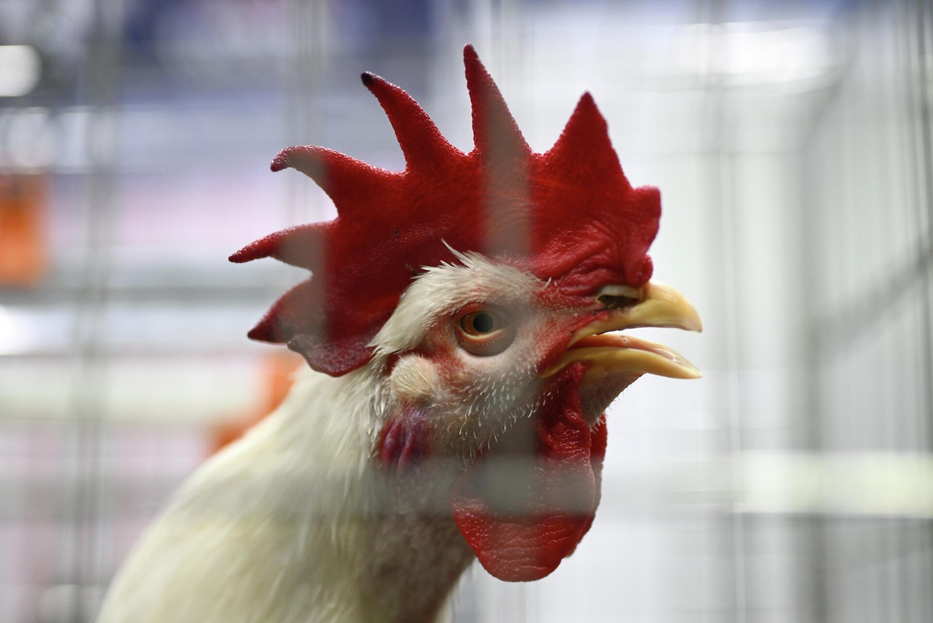 Петух - РИА Новости, 1920, 19.06.2025