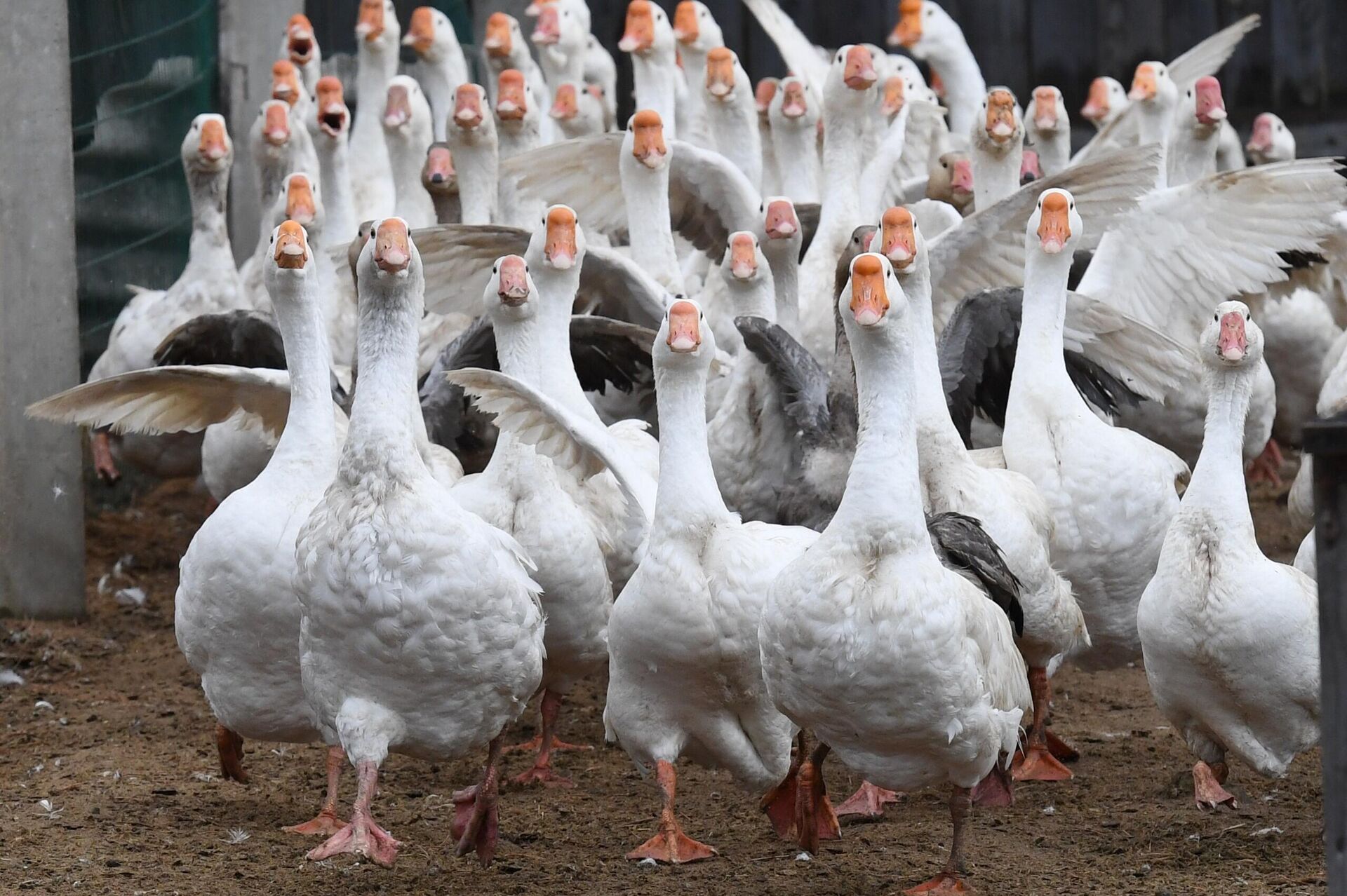 Гуси на ферме - РИА Новости, 1920, 19.06.2025