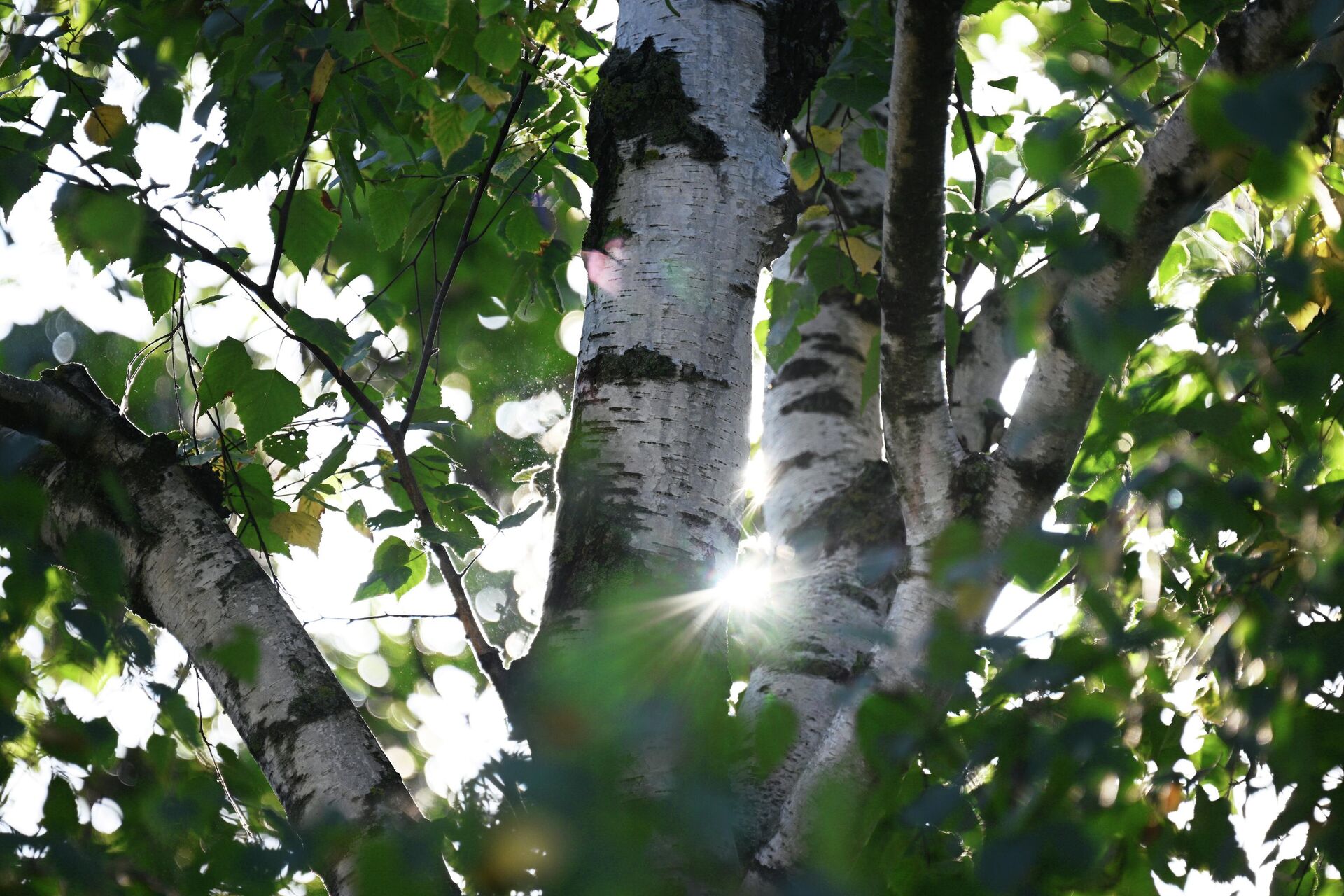 Береза - РИА Новости, 1920, 19.06.2025