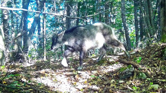 Горал в Уссурийском заповеднике 