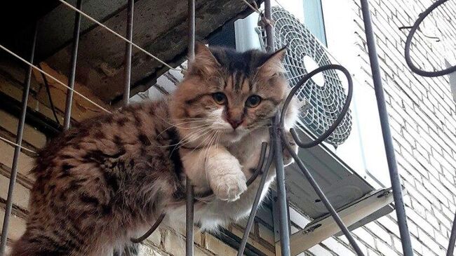 Сотрудники МЧС спасли кота, который застрял в решетке балкона в Биробиджане