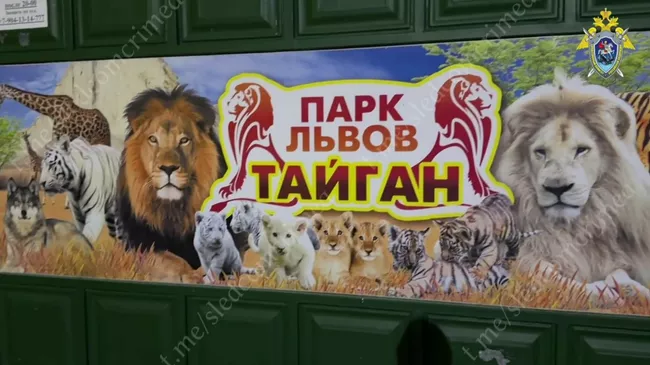Следователи проверяют парк Тайган  после нападения  льва на директора