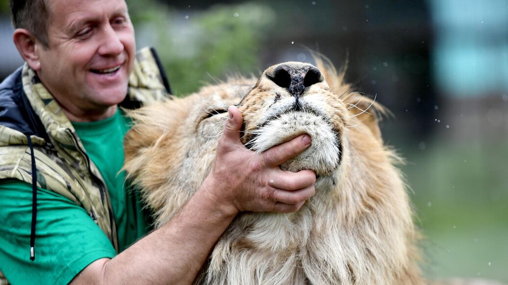 "Этого нельзя делать со львами". Какую ошибку допустили в парке "Тайган"