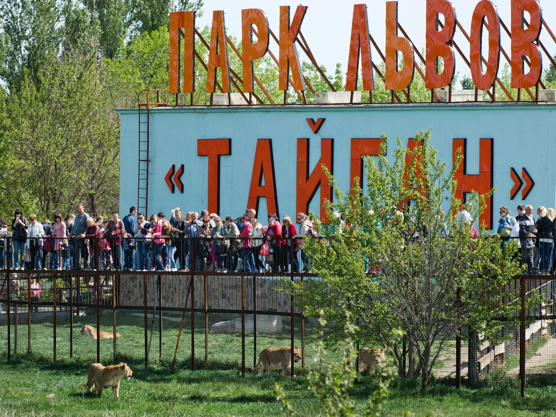 Посетители во время традиционного весеннего выпуска львов из клеток в открытые вольеры в крымском сафари-парке Тайган Посетители во время традиционного весеннего выпуска львов из клеток в открытые вольеры в крымском сафари-парке Тайган - РИА Новости, 1920, 23.06.2025