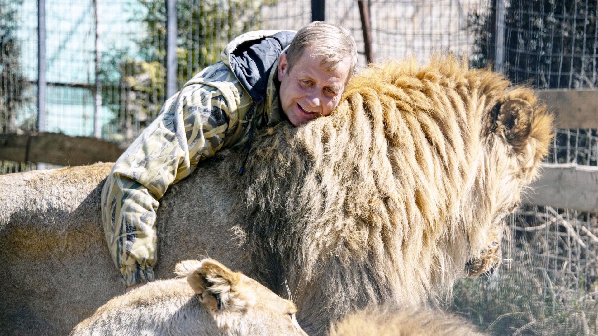 Директор крымского сафари-парка Тайган Олег Зубков со львами - РИА Новости, 1920, 23.06.2025