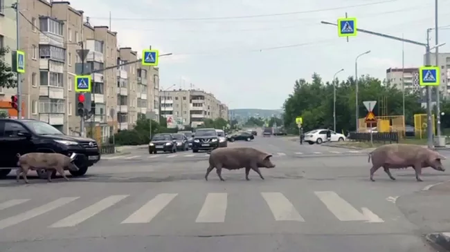 Свиньи на улице Ревды в Свердловской области. Кадр видео из соцсетей