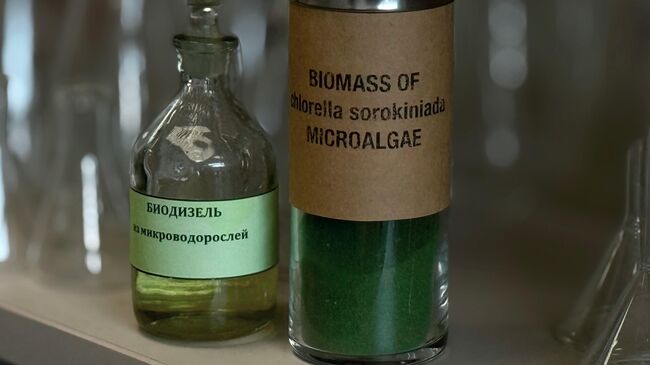 Сухая биомасса микроводорослей и полученное из нее биотопливо