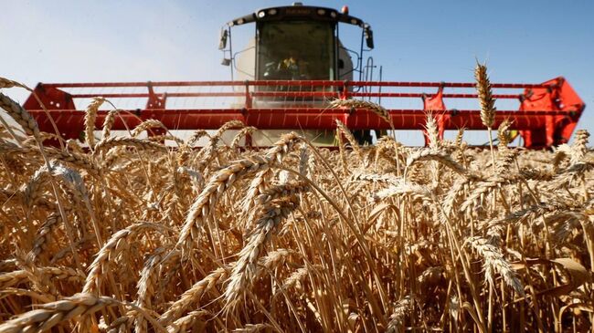 Уборочная кампания на Кубани